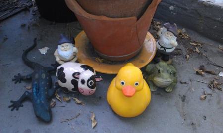 the adventures of Naftali le Dux (the rubber duck)