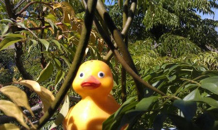 Naftali le Dux (the adventures of a rubber duck)