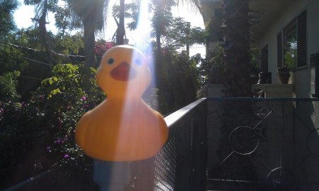 the adventures of Naftali le Dux (the rubber duck)