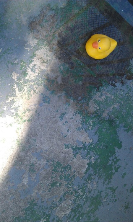 the Adventures of Naftali le Dux ( the rubber duck )