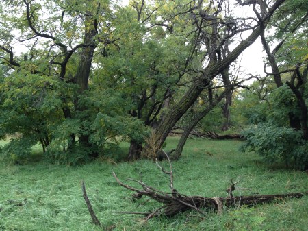 sorrow hollow / © / series: seven hills cemetery / by: spider hacksaw / from: dark heart art / 2014