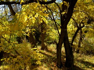 Psalm 23 - #19 / by: spider hacksaw & dark heart art / all rights reserved © 2014