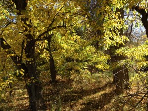 Psalm 23 - #22 / by: spider hacksaw & dark heart art / all rights reserved © 2014 