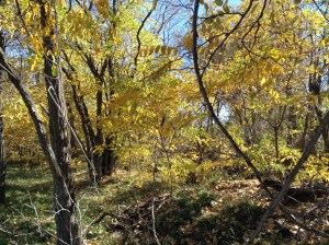 Psalm 23 - #2 / by: spider hacksaw & dark heart art / all rights reserved © 2014 