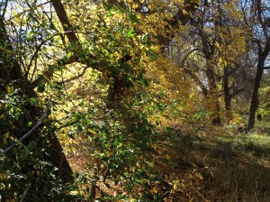 Psalm 23 - #13 / by: spider hacksaw & dark heart art / all rights reserved © 2014