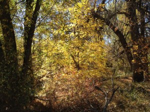 Psalm 23 - #10 / by: spider hacksaw & dark heart art / all rights reserved © 2014 