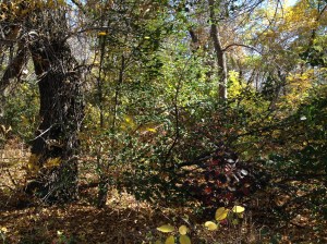 Psalm 23 - #20 / by: spider hacksaw & dark heart art / all rights reserved © 2014 