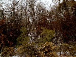 DYSTOPIA / BELIAL / © / by: spider hacksaw / http://www.amazon.com/dp/B0072BXJP8