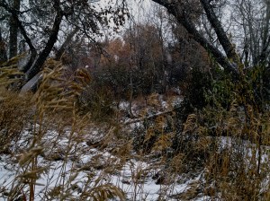 "and the sky is grey" (variation) / spider hacksaw / ©2014