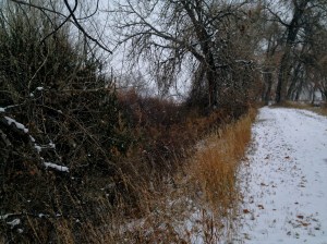 "winter wooded walk" / spider hacksaw / ©2014