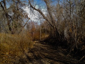 banks of winter creak / spider hacksaw / ©2015