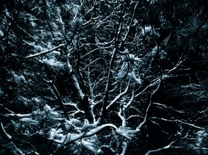 NIGHT NEST / spider hacksaw / ©2015