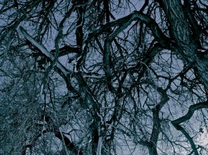 frozen (3) / spider hacksaw /©2014