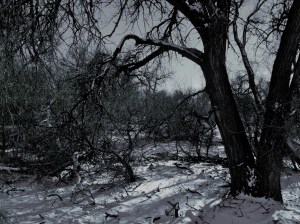 frozen / spider hacksaw /©2014