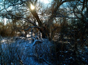 JE SUIS CHARLIE / spider hacksaw / ©2015