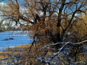 arma dei / spider hacksaw / ©2015