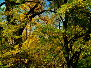 yellow-green-blue / spider hacksaw / ©2015