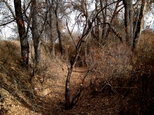 solemn soliloquy / spider hacksaw / ©2015