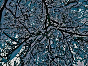 the view from where i lay dying / spider hacksaw / ©2015