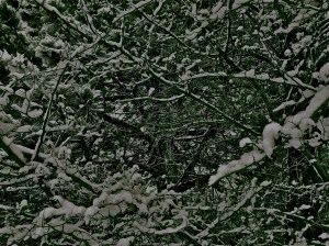 the thick of things b&w / spider hacksaw / ©2015