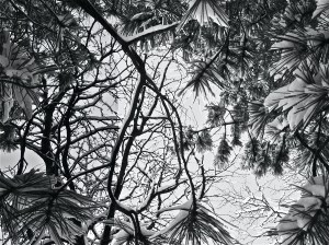 what the snow angel sees  / spider hacksaw / ©2015