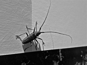 little bugger / spider hacksaw / ©2015